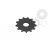 Pinion fata