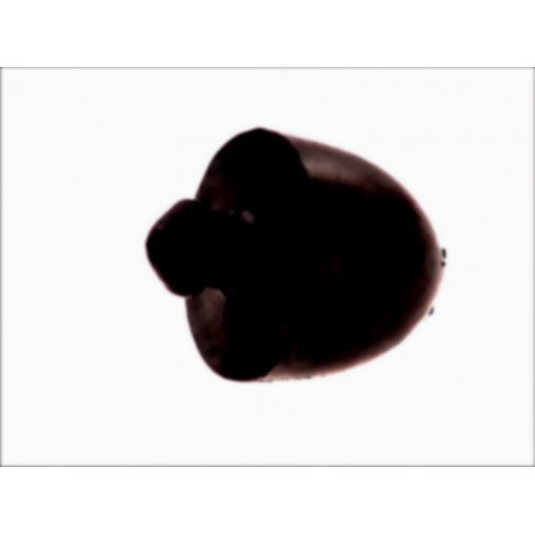 Protectie amortizor suspensie Protectie amortizor suspensie